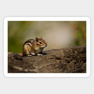 Chipmunk Sticker